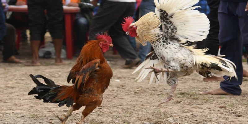 Chế độ dinh dưỡng là yếu tố quan trọng nhất trong đá gà