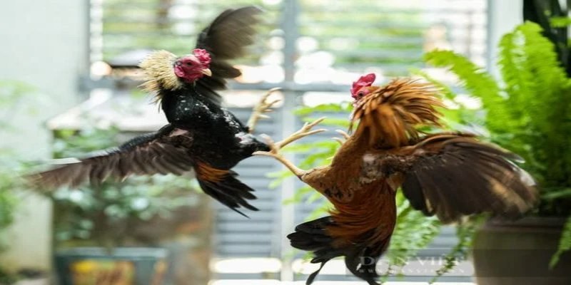 Đá gà đòn mang nét truyền thống