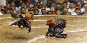 Đá gà Campuchia chuyên nghiệp, uy tín