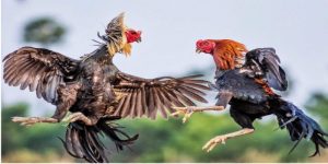 Giới thiệu tổng quan về đá gà châu Âu