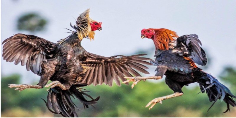 Giới thiệu tổng quan về đá gà châu Âu