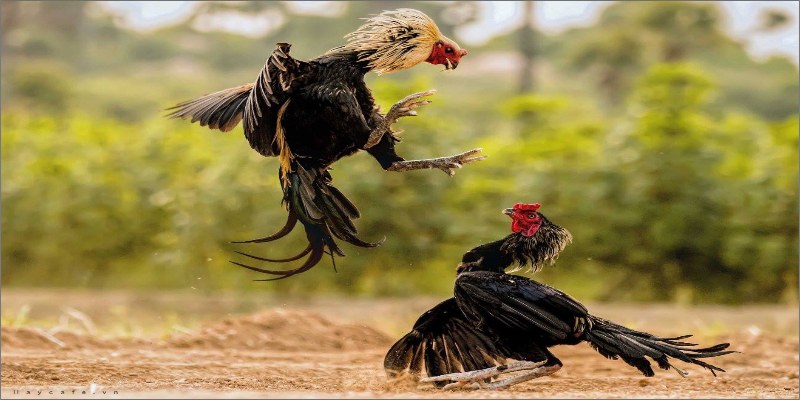 Ngày mùng 1 và ngày rằm được xem là ngày tràn đầy sinh khí, gà thường khỏe mạnh