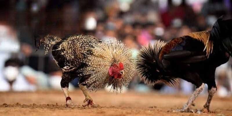 Chiến kê tại thomo có kỹ năng dẻo dai, dày dặn kinh nghiệm