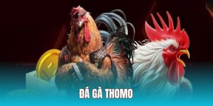 Hình thức đá gà thomo được nhiều anh em mê mẩn