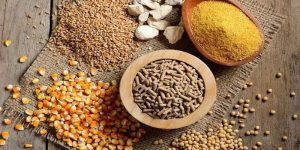 Giới thiệu về thức ăn cho gà đá tại nhà cái